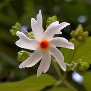 Night Blooming Jasmine Seeds - Flower Plant