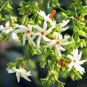 Night Blooming Jasmine Seeds - Flower Plant
