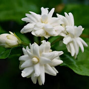 Night Blooming Jasmine Seeds - Flower Plant