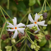 Night Blooming Jasmine Seeds, Fragrant White