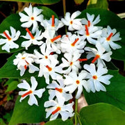 Night Blooming Jasmine Seeds - Flower Plant