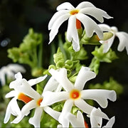 Night Blooming Jasmine Seeds, Fragrant White