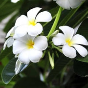 Night Blooming Jasmine Seeds - Flower Plant