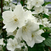 Night Blooming Jasmine Seeds - Flower Plant
