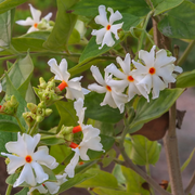 Night Blooming Jasmine Seeds, Fragrant White