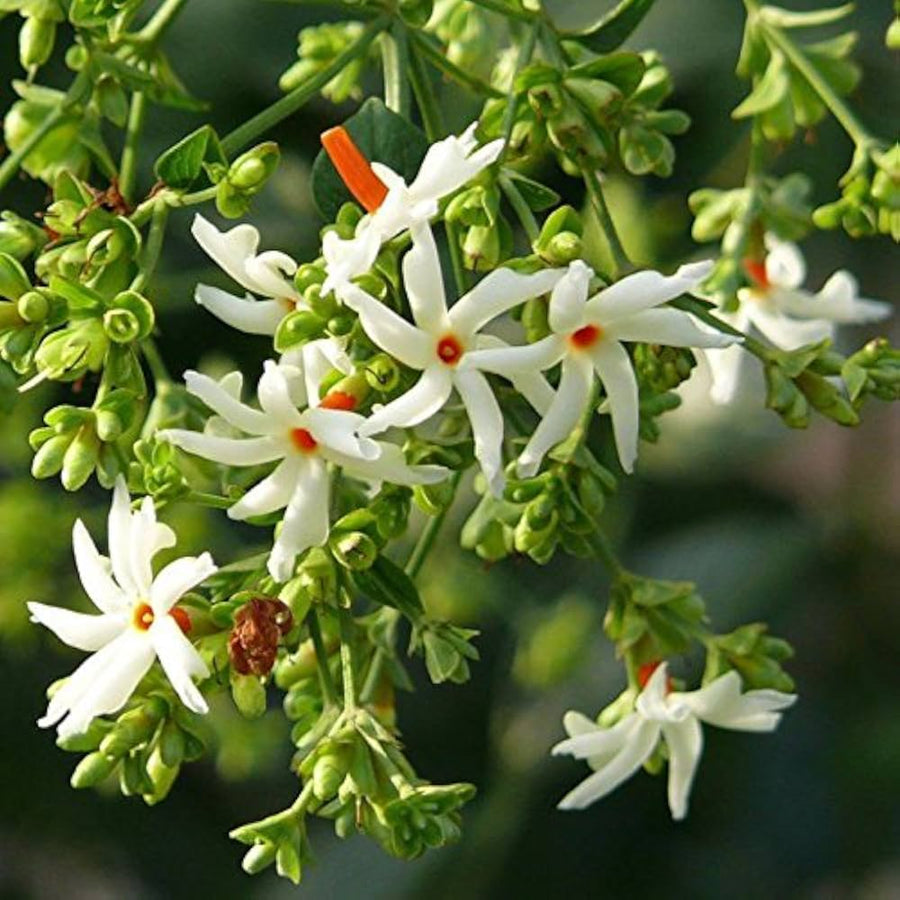 Night Blooming Jasmine Seeds, Fragrant White