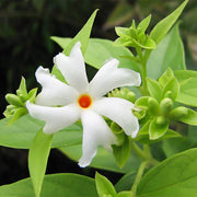 Night Blooming Jasmine Seeds, Fragrant White