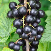 Nigrum Currant Seeds