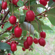 Nitrogen Fixing Berry Seeds