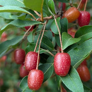 Nitrogen Fixing Berry Seeds
