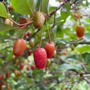 Nitrogen Fixing Berry Seeds