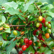 Nitrogen Fixing Berry Seeds