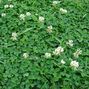 Nitrogen Fixing Lawn Seeds