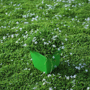 No Mow Lawn Seeds