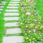 No Mow Lawn Seeds