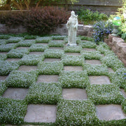 No Mow Lawn Seeds