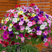 Noa Series Seeds - Flower Plant