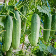 Non-GMO Cucumber Seeds
