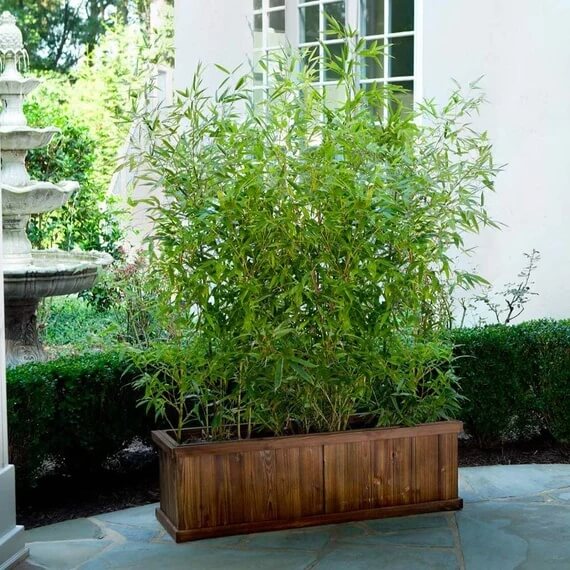 Non-Invasive Bamboo Seeds - Ornamental Bamboo Landscape Seeds