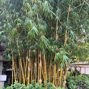 Non-Invasive Bamboo Seeds - Ornamental Bamboo Landscape Seeds