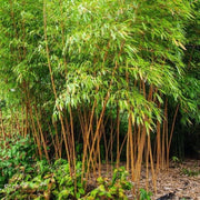Non-Invasive Bamboo Seeds - Ornamental Bamboo Landscape Seeds