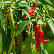 Non Seeds, Capsicum annuum