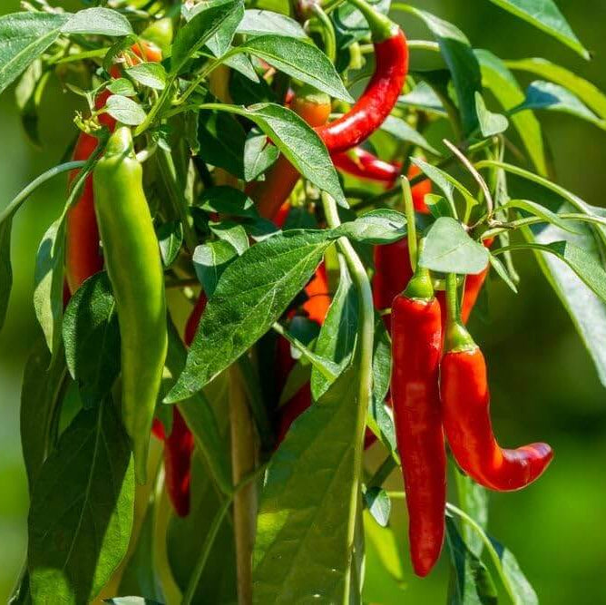 Non Seeds, Capsicum annuum