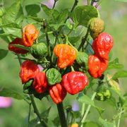 Non Seeds, Capsicum annuum