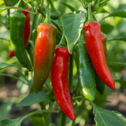 Non Seeds, Capsicum annuum