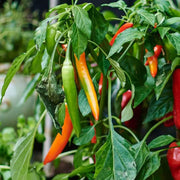 Non Seeds, Capsicum annuum