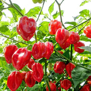 Non Seeds, Capsicum annuum