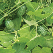 Non Seeds, Melothria scabra