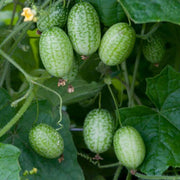 Non Seeds, Melothria scabra