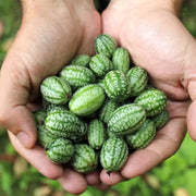 Non Seeds, Melothria scabra