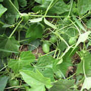 Non Seeds, Melothria scabra