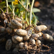 Non Seeds, Arachis hypogaea