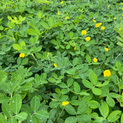 Non Seeds, Arachis hypogaea
