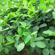 Non Seeds, Arachis hypogaea