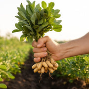 Non Seeds, Arachis hypogaea