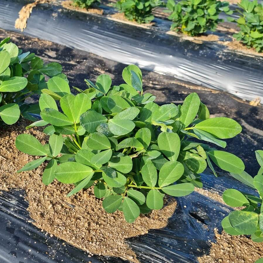 Non Seeds, Arachis hypogaea