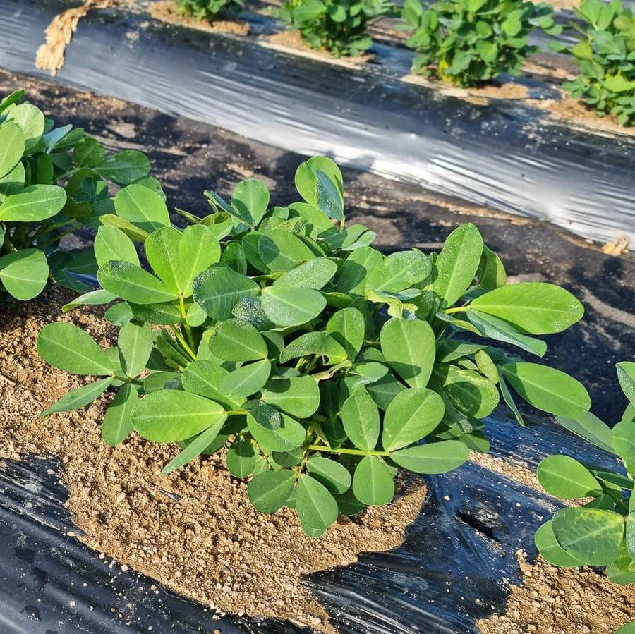 Non Seeds, Arachis hypogaea