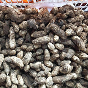Non Seeds, Arachis hypogaea