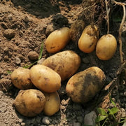 Non Seeds, Solanum tuberosum