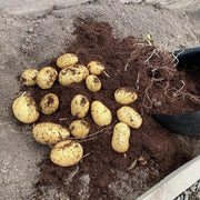 Non Seeds, Solanum tuberosum