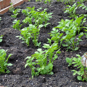 Non Seeds, Solanum tuberosum