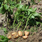 Non Seeds, Solanum tuberosum