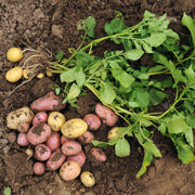 Non Seeds, Solanum tuberosum