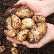 Non Seeds, Solanum tuberosum