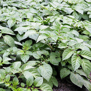 Non Seeds, Solanum tuberosum
