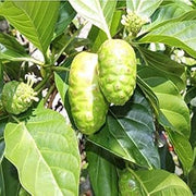 Noni Seeds - for Home Gardens Seeds